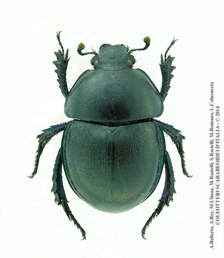 Zuninoeus hoppei, maschio